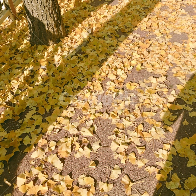 은행나무,은행잎,따스함,ginkgoleaf,yellow,road,가을,계절,fall,autumn,season,gravel,자갈,도로,dirt road,흙길
