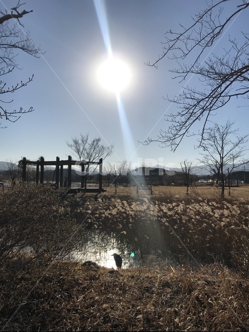 light,빛,공원,park,햇살,가을,fall,겨울,winter,하늘,sky,강원도,갈대,자연,풍경,nature,landscape,flare,플레어,ground,바닥