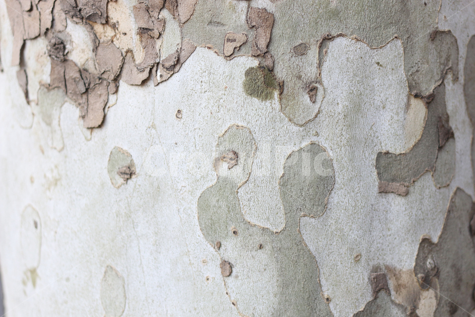 나무,배경,텍스쳐,tree,texture