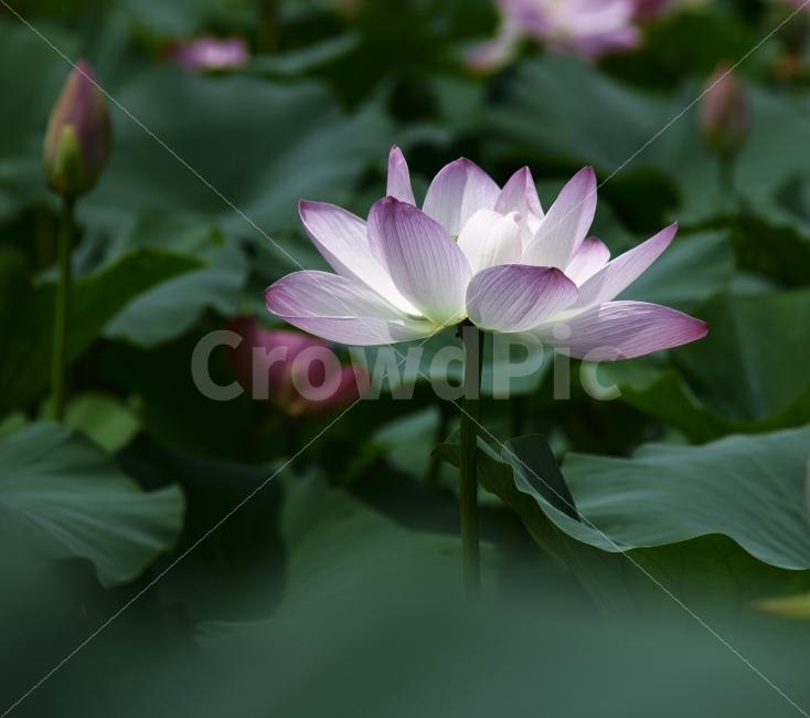세미원,연꽃,홍연,백연,진흙,구정물,청순,가련,심성,효녀,심봉사,심청이,불교,식물,자연,plants,nature,꽃,flower
