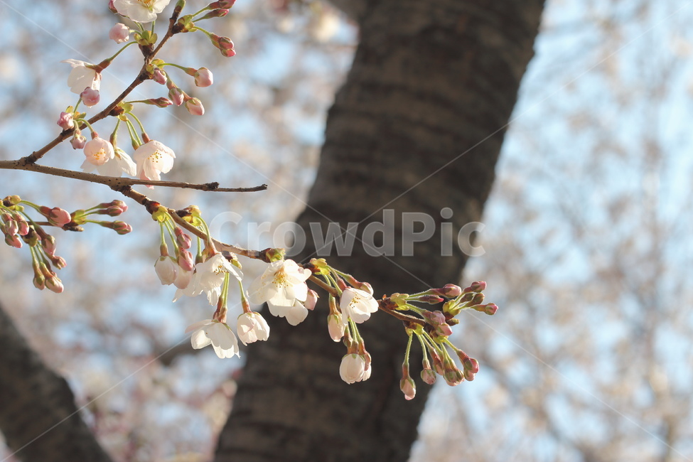 벚꽃,꽃,봄꽃,flower,spring,cherryblossom,자연,꽃나무
