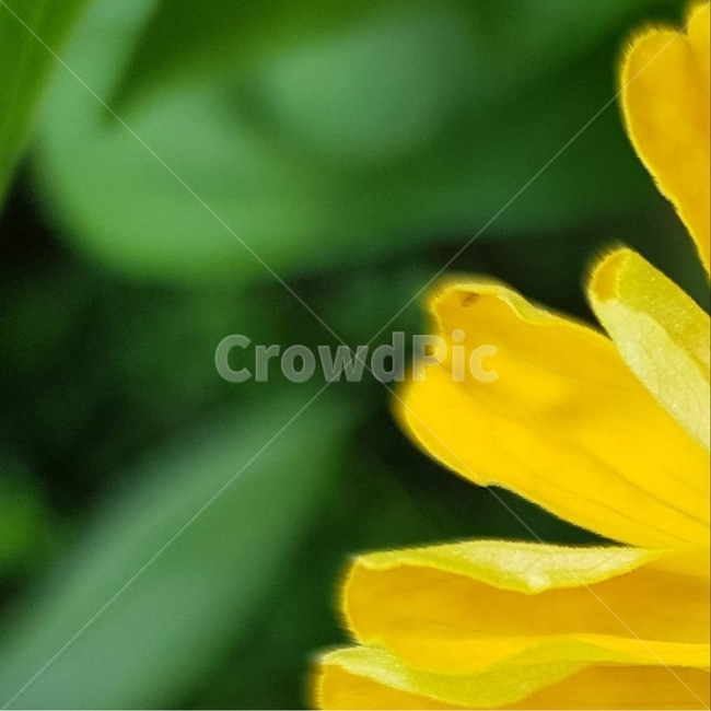 백일홍,초롱꽃목,국화과,한해살이풀,꽃,flower,식물도감,beautiful,zinniaelegans,개량,식물,순수,pure,감성,꽃줄기,총포조각,7월,순결,핑크,퍼플,속씨식물,쌍떡잎,들꽃,illustrated plant book,꽃잎,내화피,암술,꽃밥,화관,갈래꽃,통꽃,수분,花冠,petal,內花被,외화피,꽃가루,충매화,돌려나기,방사대칭,양성화,화엽,꽃대,노란꽃,yellow,pink,plant,식물,자연,plants,nature,꽃,flower