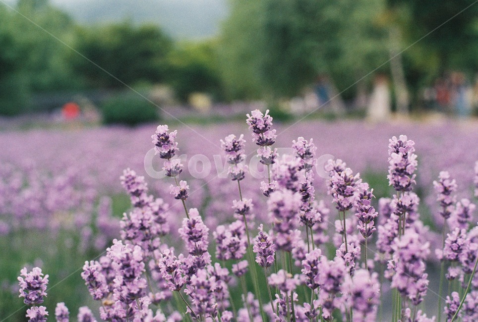 라벤더,lavender,보라색,꽃,허브,라벤더팜,flower,purple,herb,봄,자연,nature,초여름,6월,식물,자연,plants,nature,꽃,flower