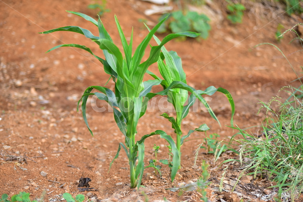 옥수수,옥수수대,옥수수줄기,옥수수잎,식물,농사,밭농사,농촌,farming,corn,field,village,산업,industry,industrial,농업,농사,agriculture,farming,farming industry