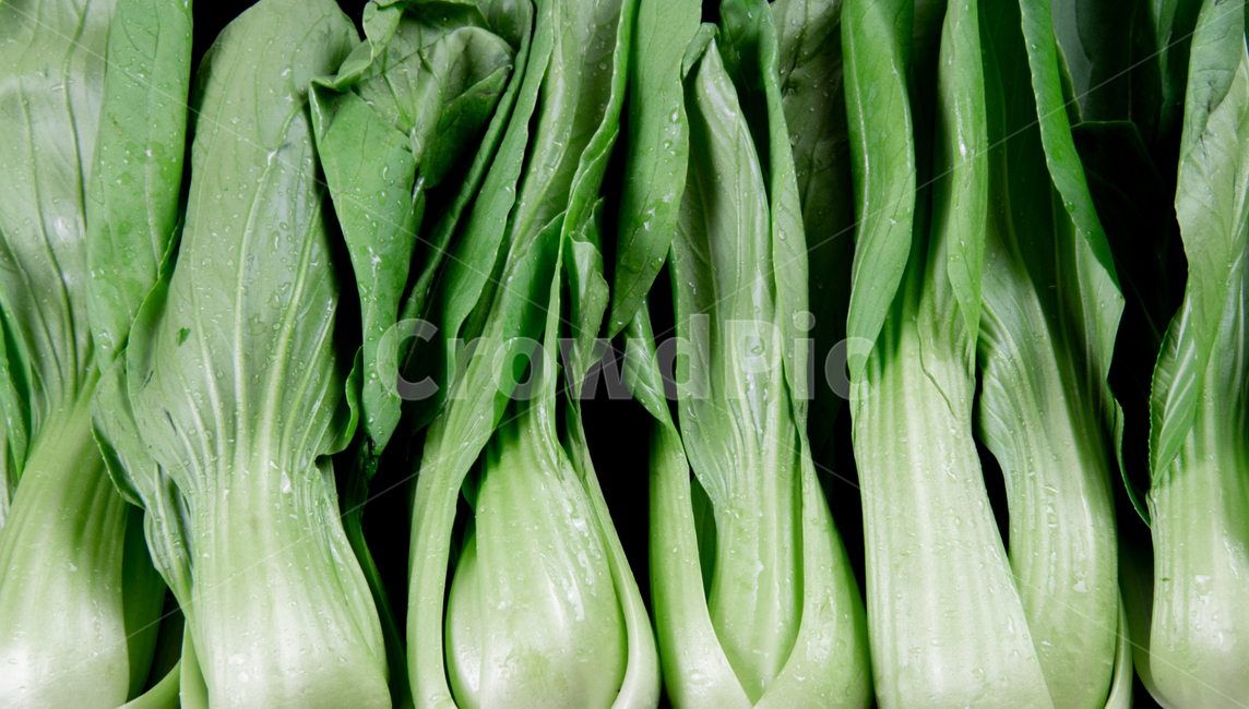 청경채,야채,채소,음식,재료,요리,건강,다이어트,상큼,물방울,food,vegetable,비건,bokchoy,식물,음식,식재료,요리,food,cook,meal,dishes,food reserves,채소,야채,vegetables