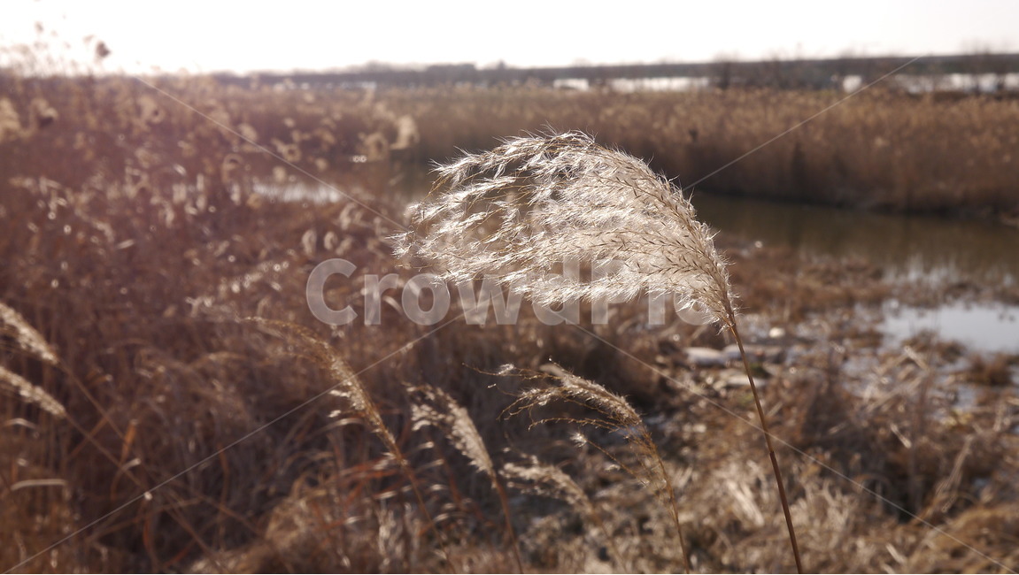 풍경,자연,갈대,빛,가을,가을,계절,fall,autumn,season,식물,자연,plants,nature,grass,잔디,plant,lawn,reed