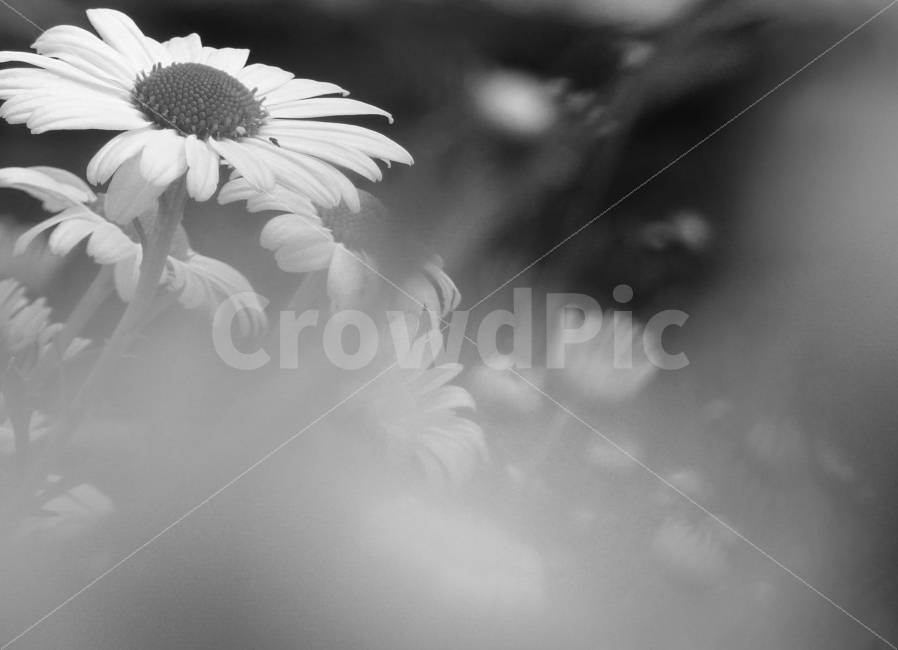 국화,구절초,소국,흑백사진,흐리다,그리움,스미다,사진,식물,자연,plants,nature,꽃,flower,흑백,모노톤,monochrome,black and white