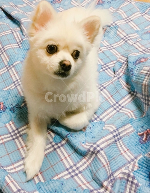 스피츠,폼피츠,개미용,이불,반려견,동물,animal,포유류,mammal,개,강아지,dog,doggy