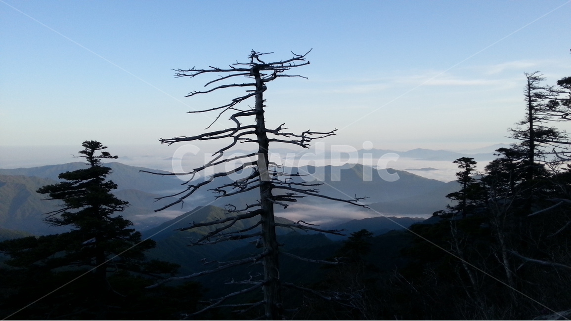 지리산,통천문,고사목,운해,지리능선,자연,풍경,nature,landscape,한국자연풍경,한국자연경관,korea nature landscape,tree,나무,plant,식물,fir,전나무,abies,아비