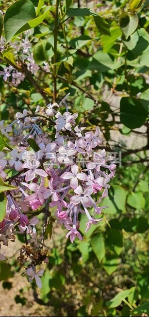 라일락,lilac,양정향나무,큰꽃정향나무,목본,syringavulgaris,물푸레나무과,flower,꽃,petal,꽃잎