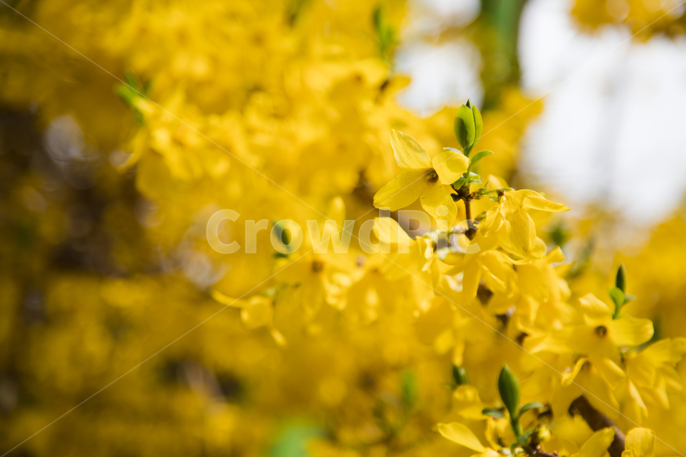 개나리,봄꽃,노란색,노란꽃,예쁜꽃,개나리개화시기,식물,자연,plants,nature,꽃,flower
