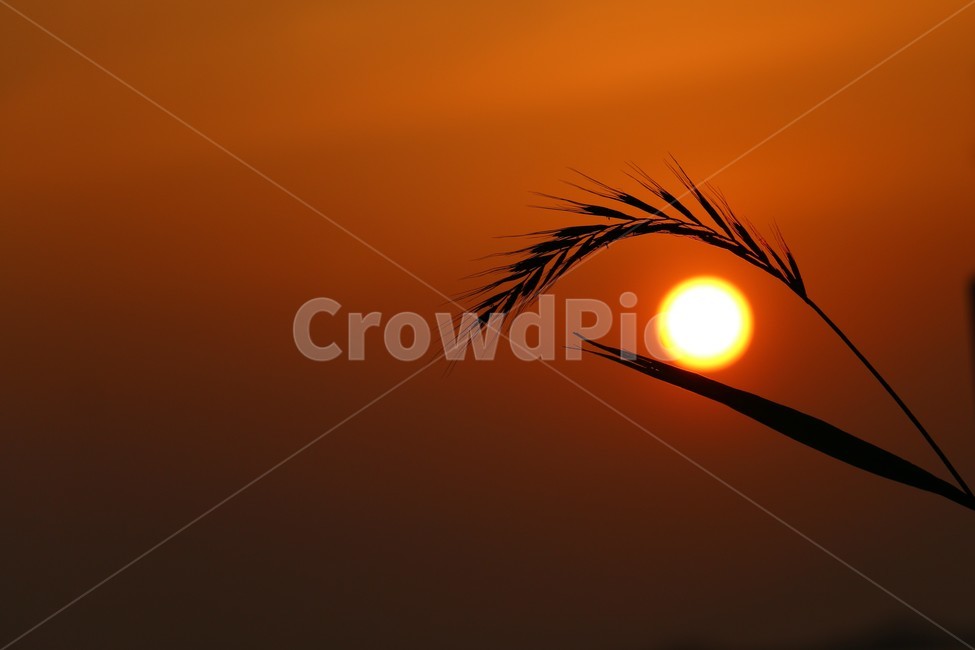 자연,풍경,일몰,해,눈섭,노을,황금노을,자연,풍경,nature,landscape,실루엣,그림자,silhouette,shadow,outdoors,옥외,sky,하늘,sunset,dusk,황혼,dawn,새벽,red sky,붉은 하늘