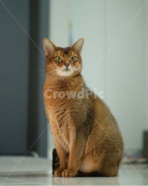 animal,동물,abyssinian,cat,고양이,pet,아비시니안,반려묘,포유류,동물,animal,포유류,mammal,고양이,cat,kitten,kitty