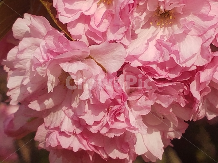 겹벗꽃,peony,blossom,flower,plant,식물,꽃나무,봄
