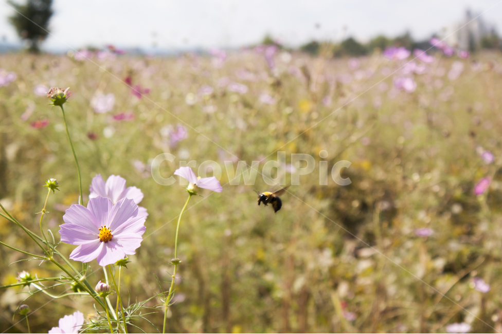 꽃,flower,코스모스,가을,풍경,가을,계절,fall,autumn,season,식물,자연,plants,nature,꽃,flower,동물,animal,곤충,벌레,insect,bug,plant