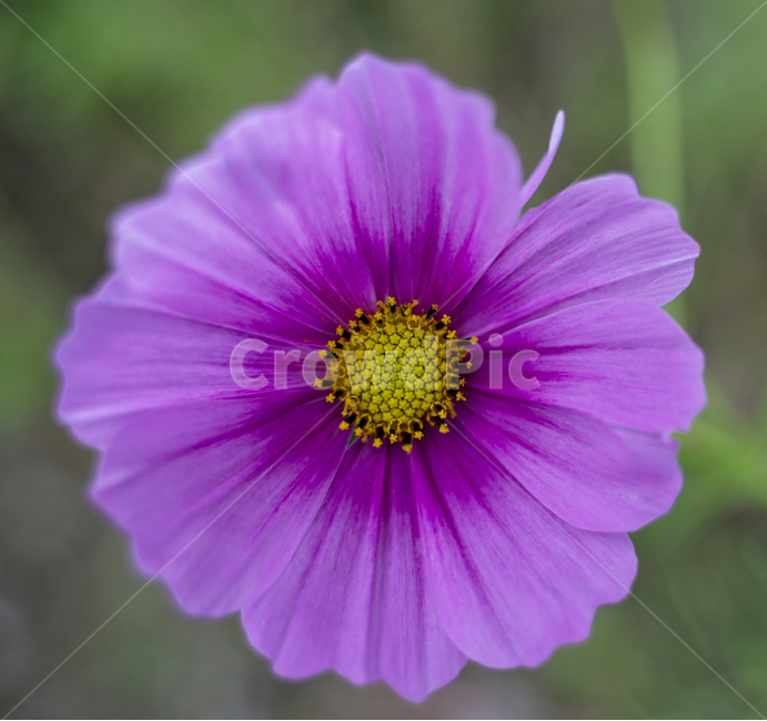 꽃,식물,코스모스,정원,가을,봄,flower,flowers,garden,plant,고화질,가을,계절,fall,autumn,season,식물,자연,plants,nature,꽃,flower