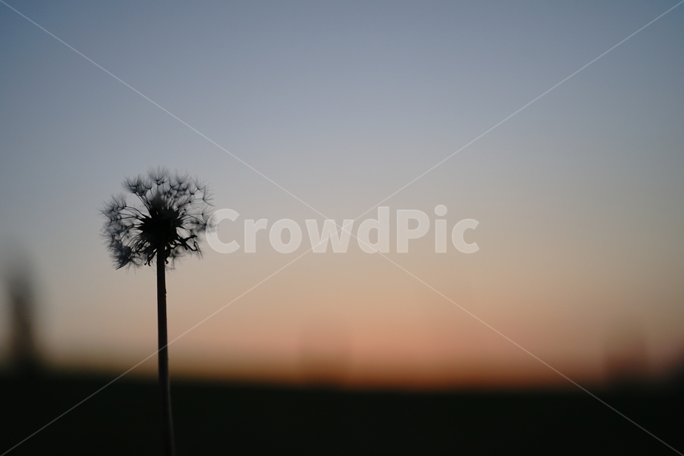 식물,plant,꽃,flower,민들래,식물,자연,plants,nature