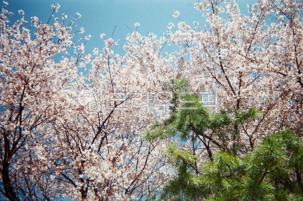 벚꽃, 벚꽃나무, 자연, 봄, 꽃, 사진,이미지,일러스트,캘리그라피 - 전세계작가