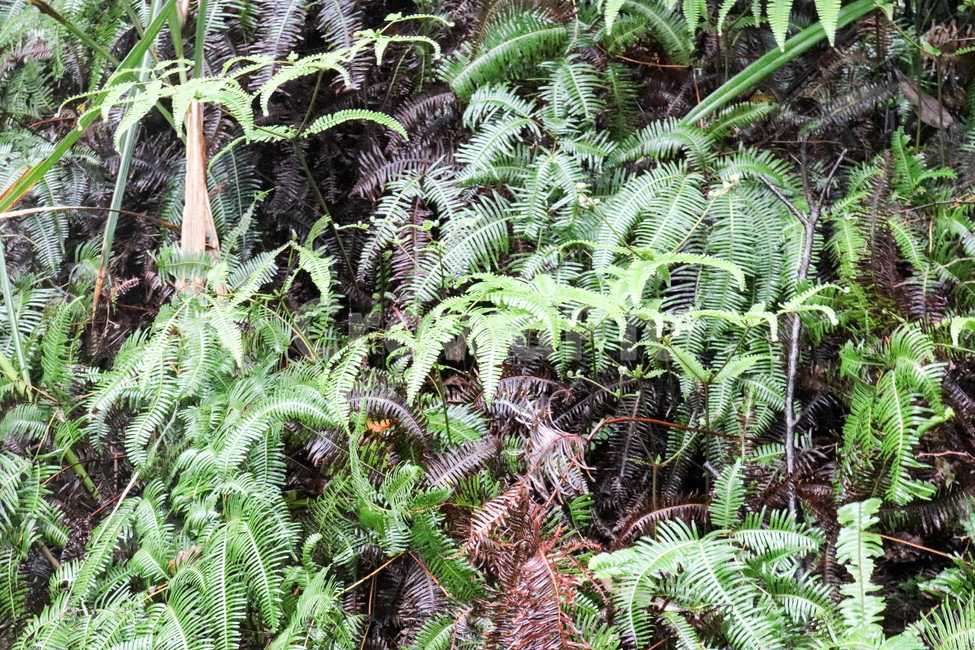 풀,식물,자연,나무,여름,plant,tree,summer,식물,자연,plants,nature