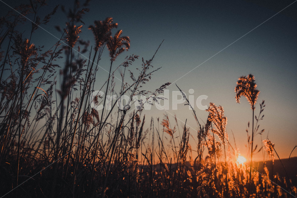 억새,가을,민둥산,산행,등산,일출,실루엣,아침,가을,계절,fall,autumn,season,자연,풍경,nature,landscape,plant,식물,grass,잔디,lawn,reed,갈대