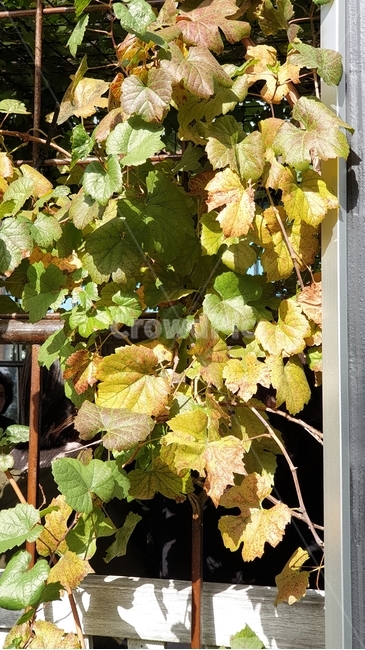 포도잎,잎사귀,덩쿨식물,leaf,식물,잎,plants