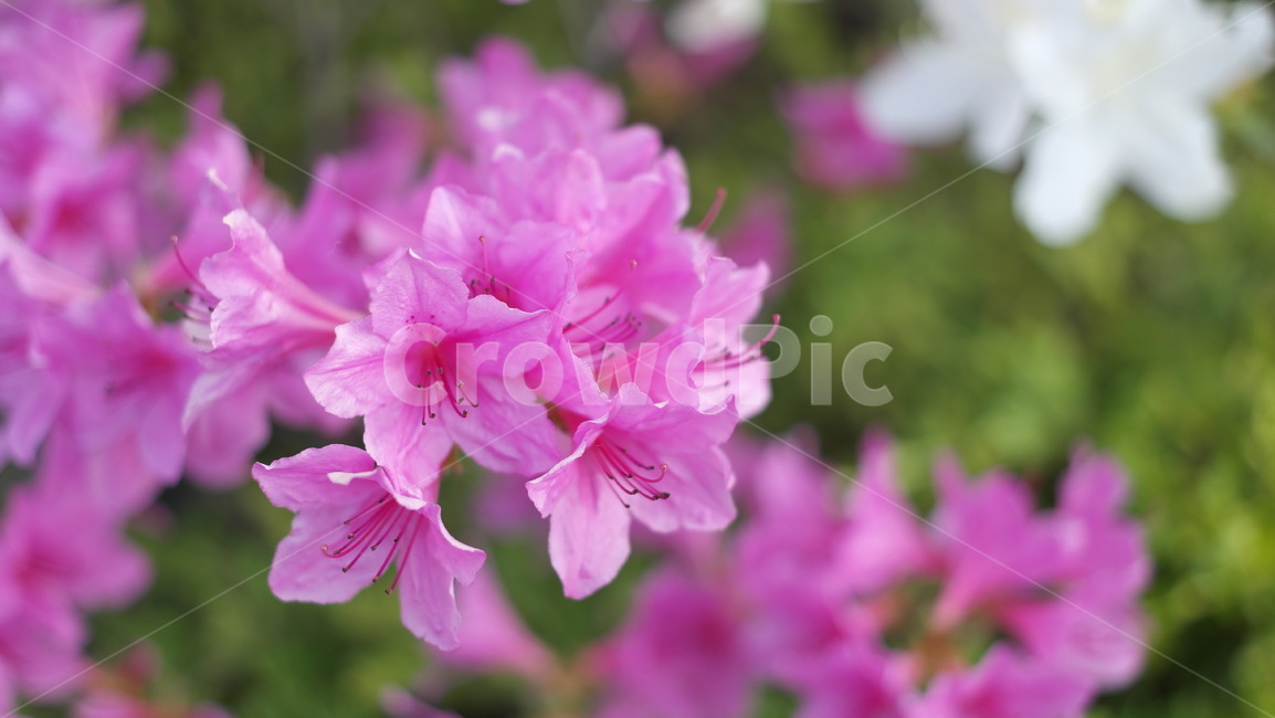 진달래,봄꽃,꽃,flower,azalea