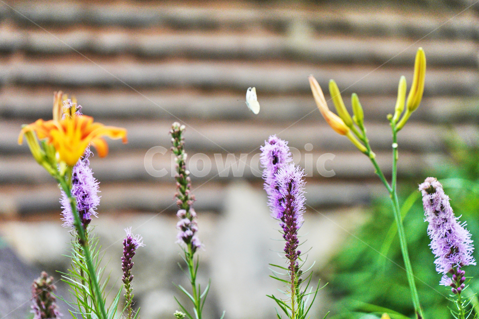봉은사,절,사철,나비,꽃,자연,식물,자연,plants,nature,꽃,flower,동물,animal,곤충,벌레,insect,bug