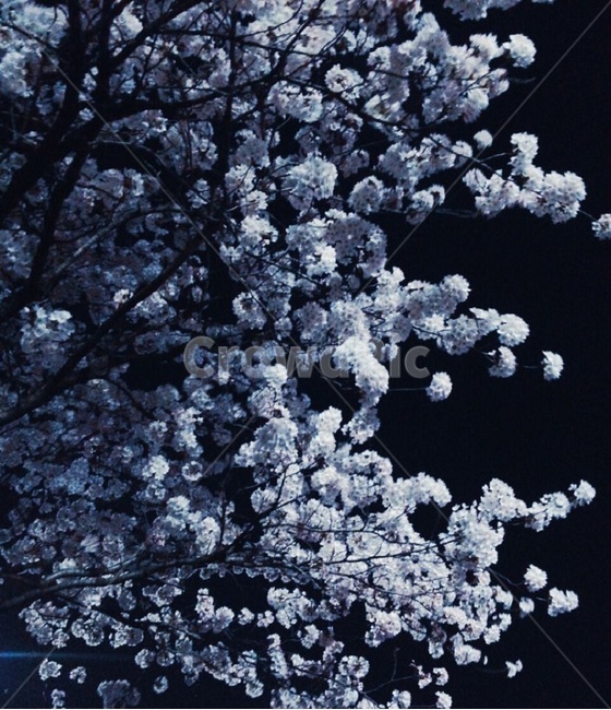 벚꽃,blossom,cherryblossom,봄,나무,꽃나무,spring,flower,봄밤