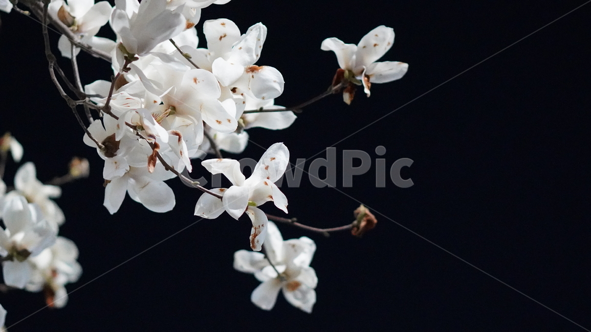 목련,봄꽃,식물,blossom,flower,하얀꽃,목련꽃,목련나무,꽃잎,꽃,꽃나무,자연,plant,야경