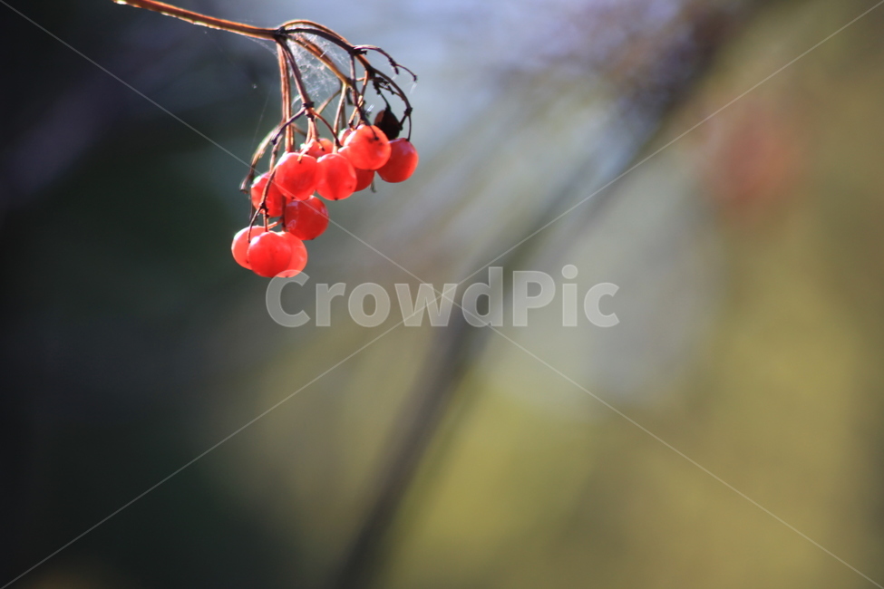 가을,결실,열매,성과,아름다움,붉은열매,식물,자연,plants,nature,과일,열매,fruit