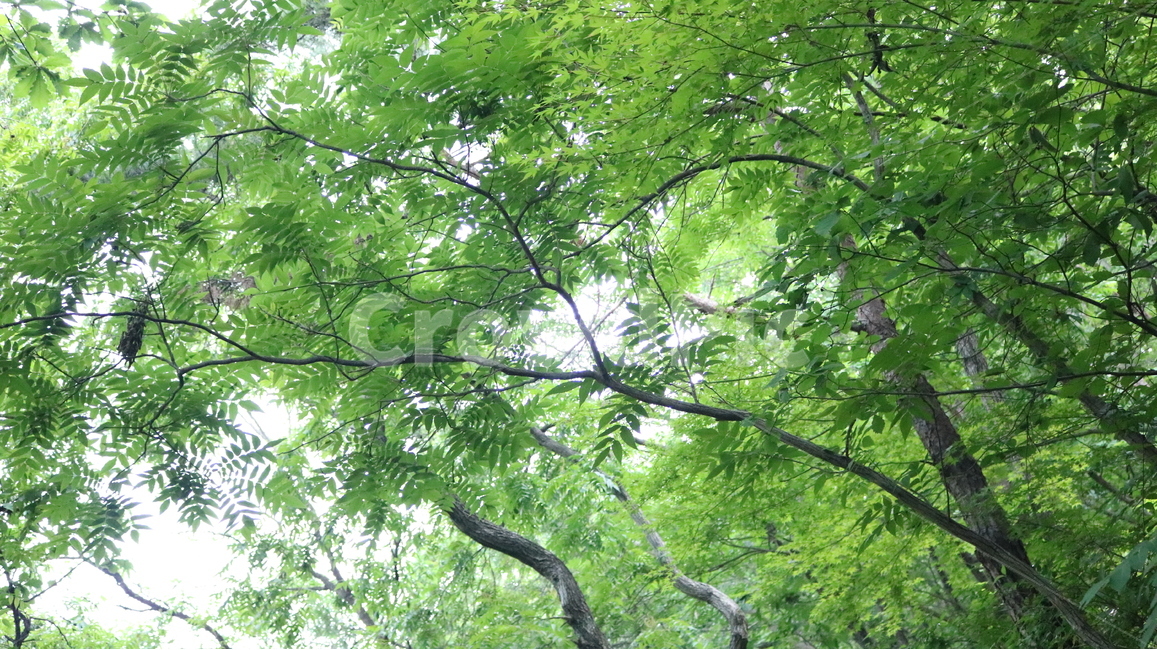 tree,나무,식물,treetrunk,나무줄기,숲,forest