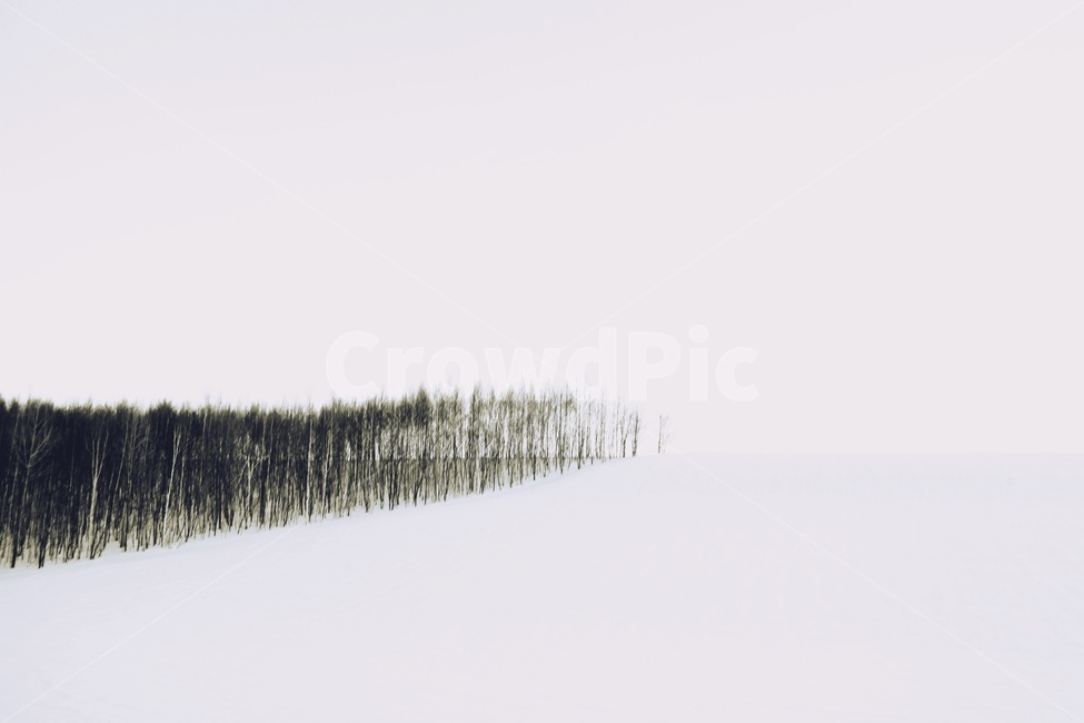 설경,비에이,설원,겨울,자연,풍경,세계,눈,설산,sapporo,biei,winter,겨울,계절,winter,season,자연,풍경,nature,landscape,해외,외국,세계,foreign,oversea,world,세계자연풍경,해외자연풍경,외국자연풍경,world nature landscape,tree,나무,plant,식물,abies,아비,fir,전나무
