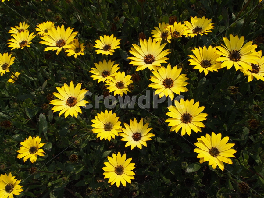 꽃,자연,노란색,노란꽃,식물,flower,plant,blossom,식물,자연,plants,nature,꽃,flower