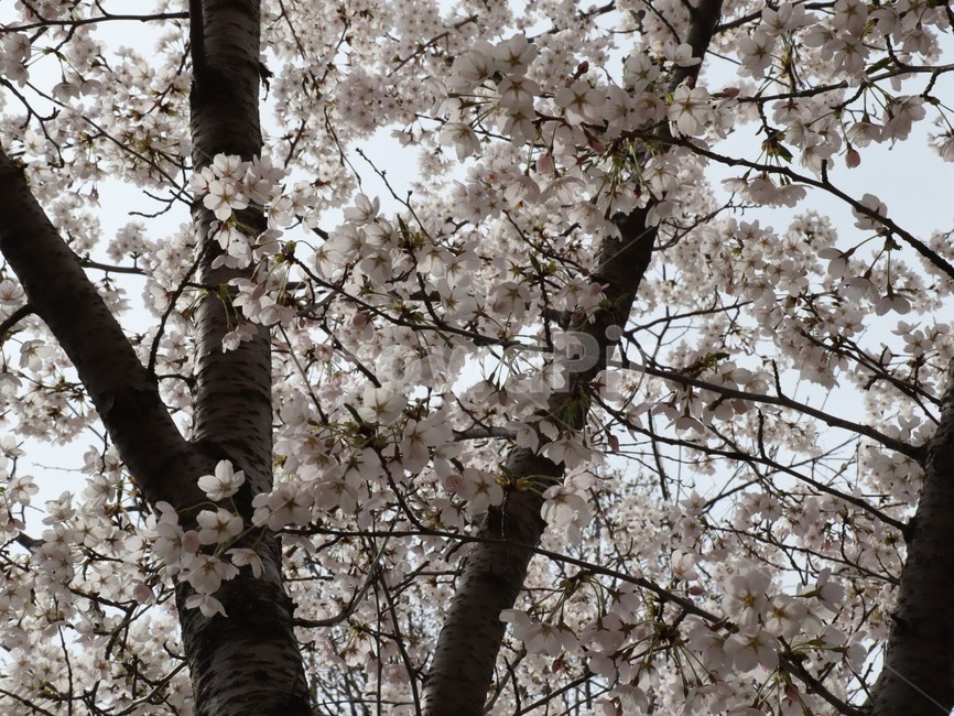 벚꽃,만개,봄,봄꽃,개화,봄,계절,spring,season,plant,식물,flower,꽃,blossom