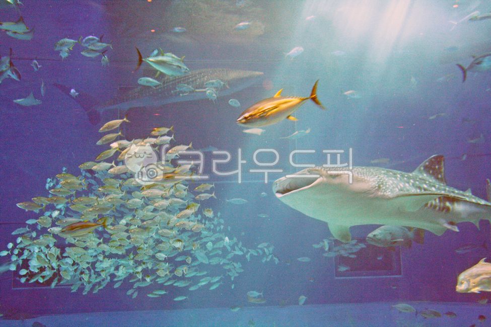 shark,fish,whale shark,aquarium,marine life