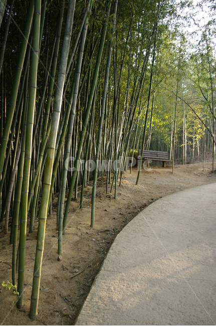 죽녹원,대숲,대나무,숲,식물,나무,자연,풍경,nature,landscape,plant
