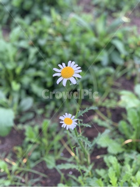 plant,식물,flower,꽃,daisy,데이지,초록,green,꽃송이,식물,자연,plants,nature,꽃,flower