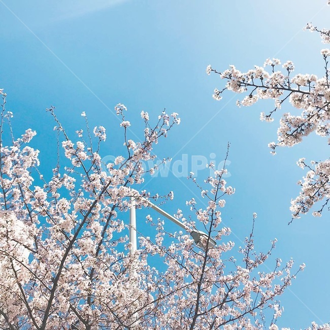 식물,blossom,꽃,벚꽃,flower,cherryblossom