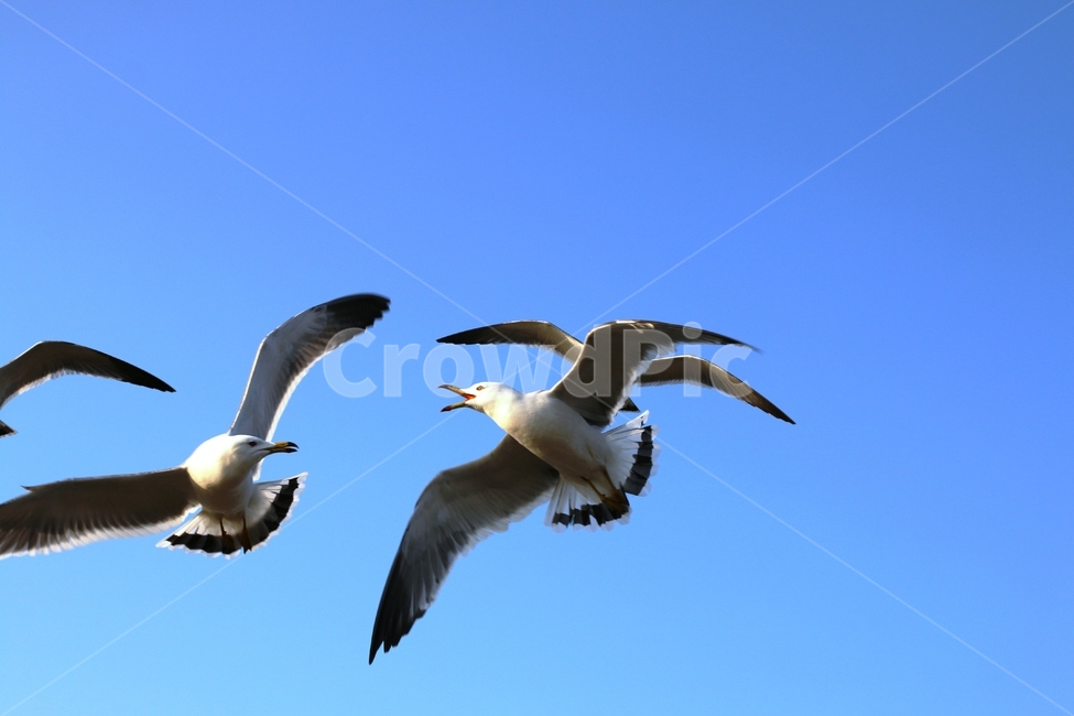갈매기,창공,새,랑데뷰,소통,배행,동행,동물,animal,조류,새,birds