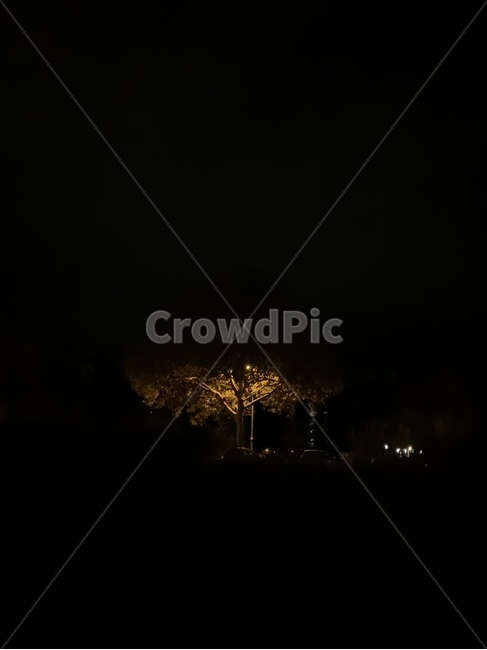 nature,자연,옥외,별,어두운,밝은,나무,빛