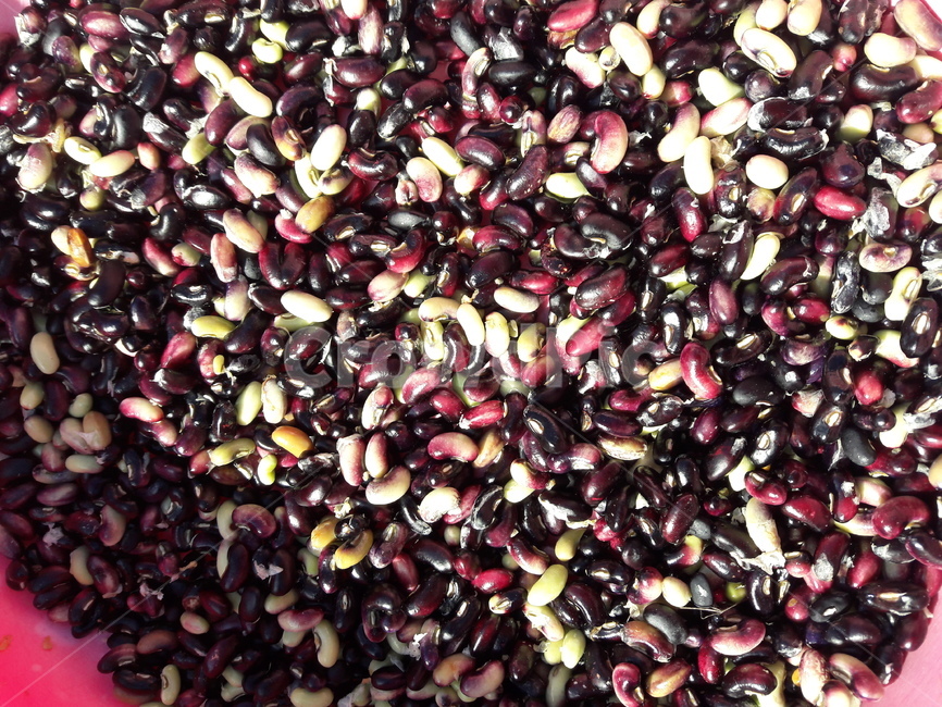 동부콩,bean,콩,food,cowpea,plant,식물,음식,vegetable,야채,콩류,견과류,beans,pulse,nuts,dry fruits