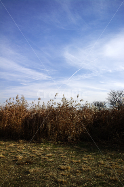 억새,자연,nature,식물,plant,하늘,구름,겨울,계절,winter,season,자연,풍경,nature,landscape,grass,잔디,lawn
