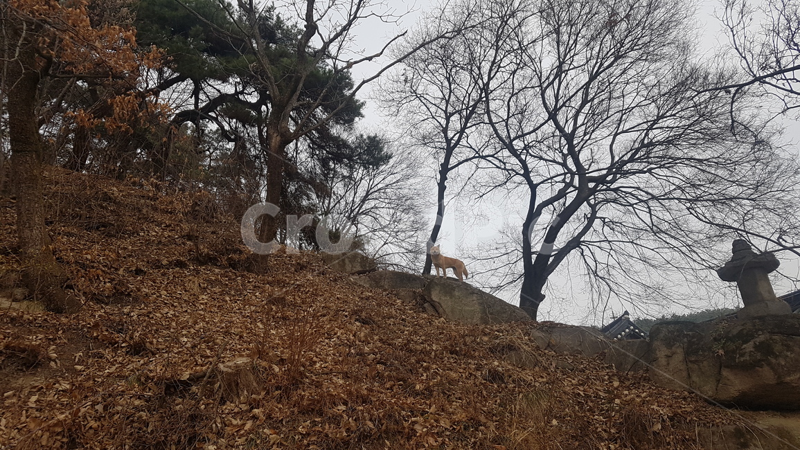 여주,여주신륵사,신륵사개,신륵사,자연과개