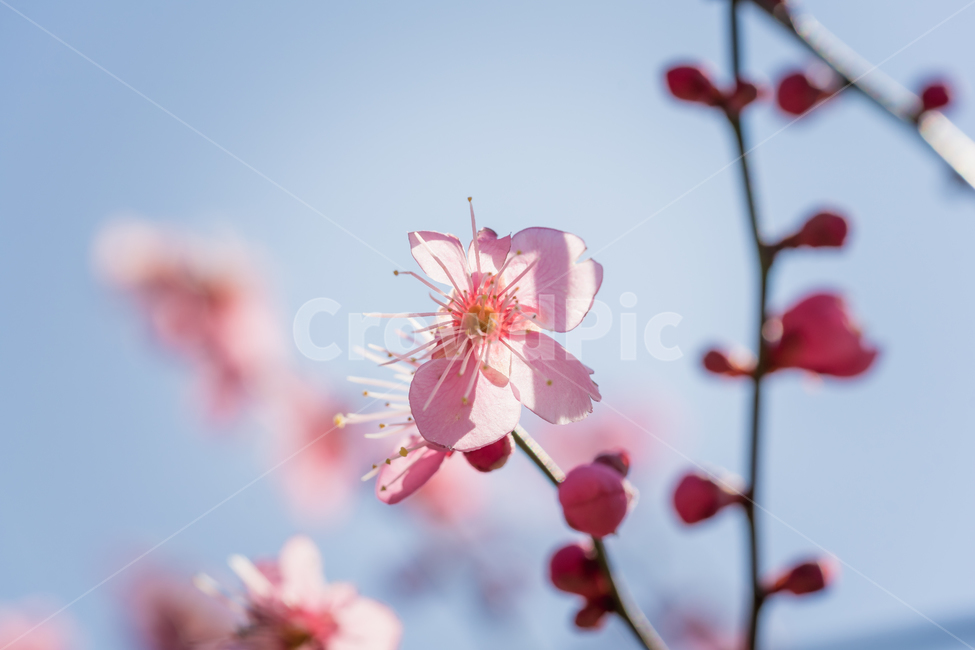 꽃,홍매화,봄,자연,접사,매화,풍경,봄,계절,spring,season,식물,자연,plants,nature,꽃,flower,감성,sensible,feeling,plant,blossom