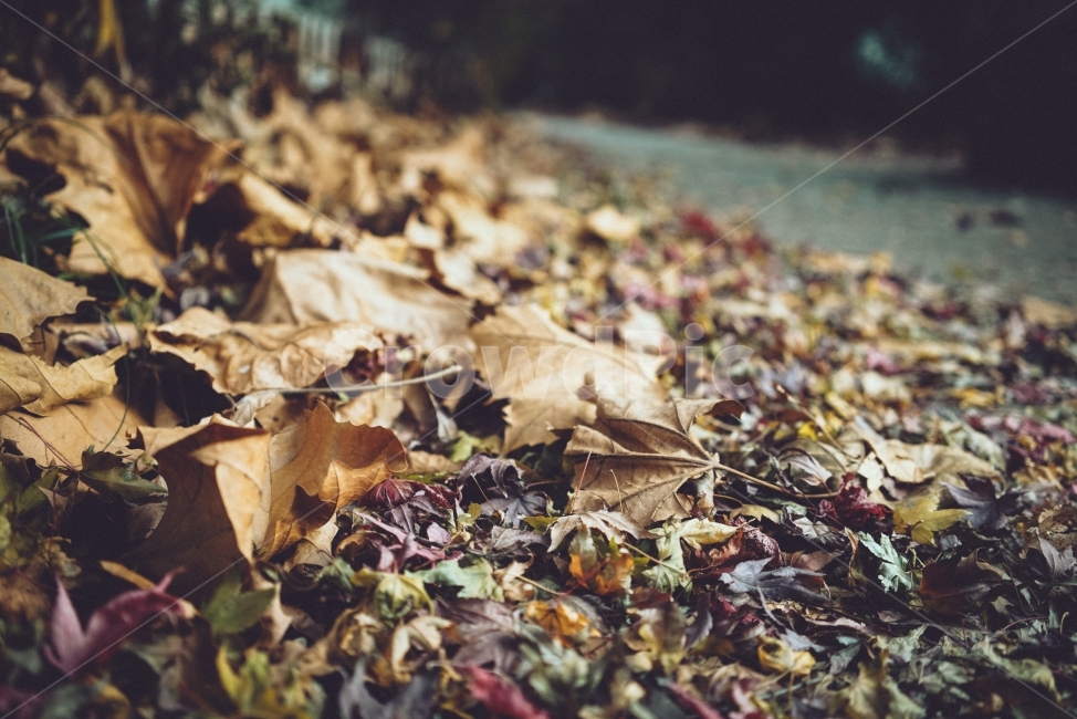 낙엽,가을,감성,분위기,색깔,fall,접사,가을,계절,fall,autumn,season,식물,자연,plants,nature,감성,sensible,feeling,leaf,잎,plant,ground,바닥
