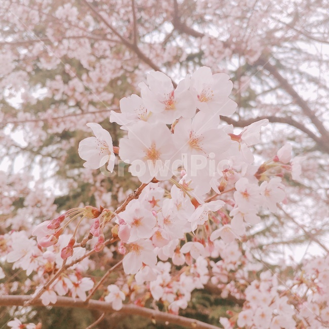 꽃,벚꽃,벚나무,봄,하늘,cherryblossom,flower,nature,spring,3월,개학,landscape,매화,하얀꽃,봄꽃,식물,자연,plants,감성,sensible,feeling,색감,색채,색상,색깔,봄,계절,spring,season,식물,자연,plants,nature,꽃,flower,plant,blossom,cherry blossom