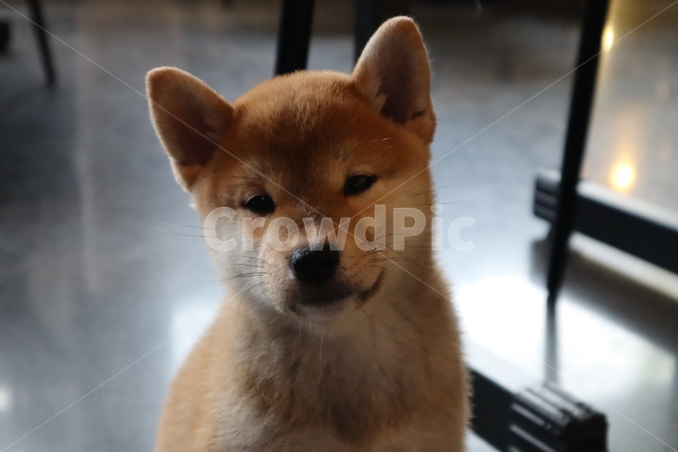 강아지,개,dog,시바견,애완동물,동물,포유류,animal,pet,반려견,적구,시바