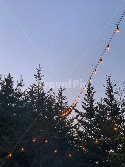 tree,나무,plant,식물,abies,아비,전나무,북유럽,감성,풍경,전구,야경,밤,풍경,nightscape,night,landscape