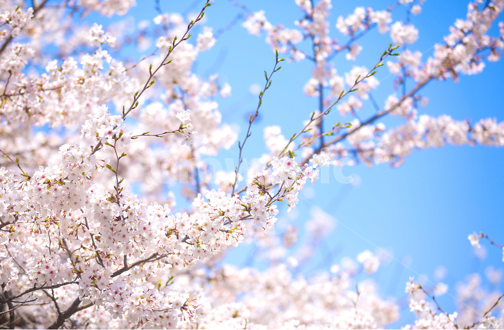 벚꽃,봄,srpingcherryblossom,꽃,계절,springseason,식물,자연,plantsnatureflower,봄,계절,spring,season,식물,자연,plants,nature,꽃,flower,감성,sensible,feeling,plant,blossom