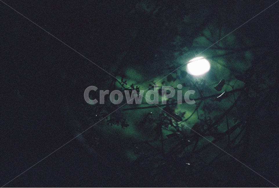 여름밤,조명,나무,풀잎,감성,필름,자연,풍경,nature,landscape,야경,밤,nightscape,night,outdoors,옥외